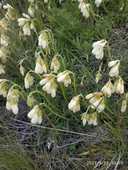 Onosma simplicissima