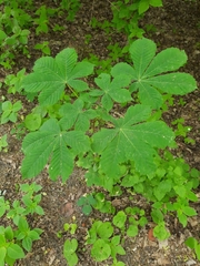 Aesculus hippocastanum