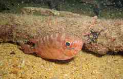 Heteropriacanthus fulgens
