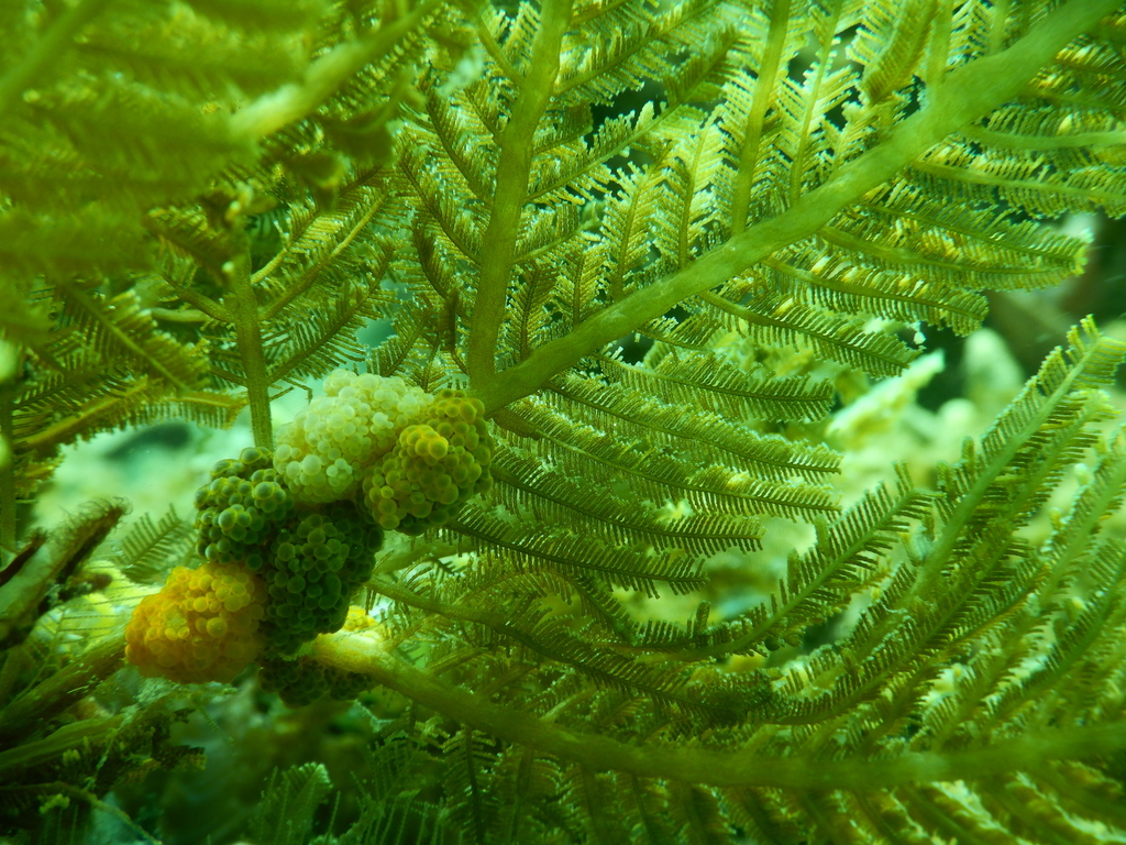 Yellow-beaded Grapedragon