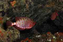 Heteropriacanthus fulgens