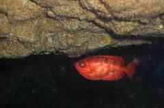 Heteropriacanthus fulgens