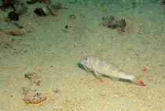 Pseudupeneus prayensis