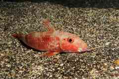 Pseudupeneus prayensis