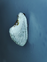 Cilix hispanica