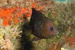Cape Verde Gregory photo 4