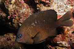 Stegastes imbricatus