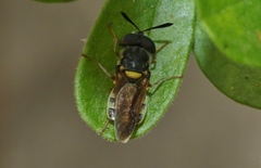 Stratiomyinae