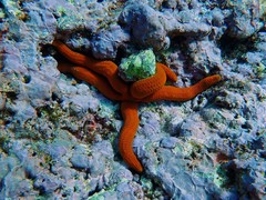 Ophidiaster confertus