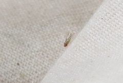 Heteropsylla