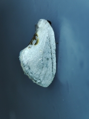 Cilix hispanica