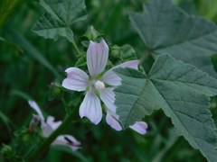 Malva