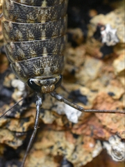Ligia occidentalis