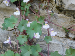 Cymbalaria muralis