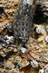 Ligia occidentalis