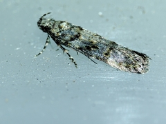 Teleiopsis diffinis