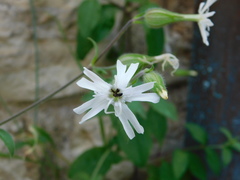 Crematogaster scutellaris