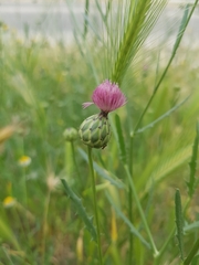 Mantisalca salmantica