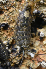 Ligia occidentalis