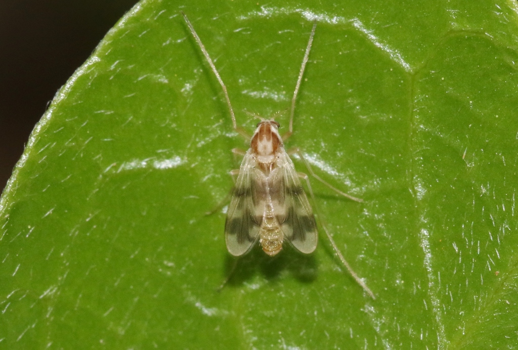 Thienemannimyia