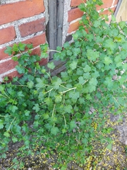 Ribes uva-crispa