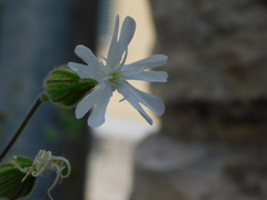 Silene latifolia