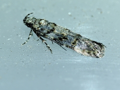 Teleiopsis diffinis