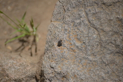 Chrysobothris femorata