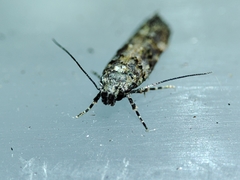 Teleiopsis diffinis