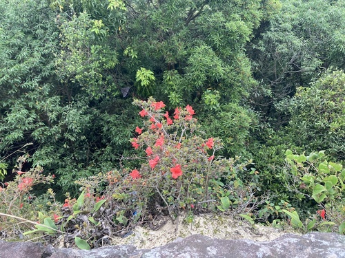Rhododendron nakaharae, photograph 6