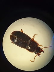 Harpalus luteicornis