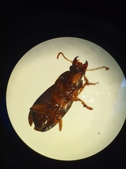 Harpalus luteicornis