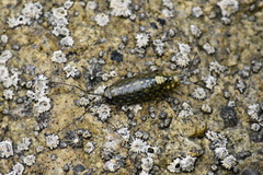 Ligia occidentalis