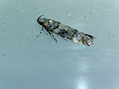 Teleiopsis diffinis