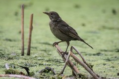 Turdus merula