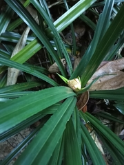 Pandanaceae