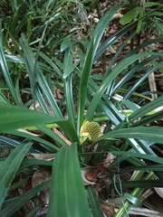 Pandanaceae