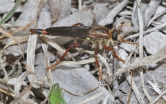 Scleropogon texanus