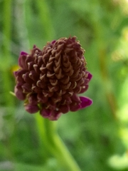 Anacamptis pyramidalis