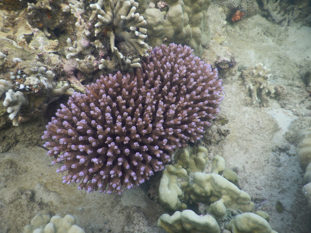 Bluetip coral