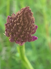 Anacamptis pyramidalis