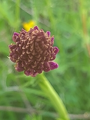 Anacamptis pyramidalis
