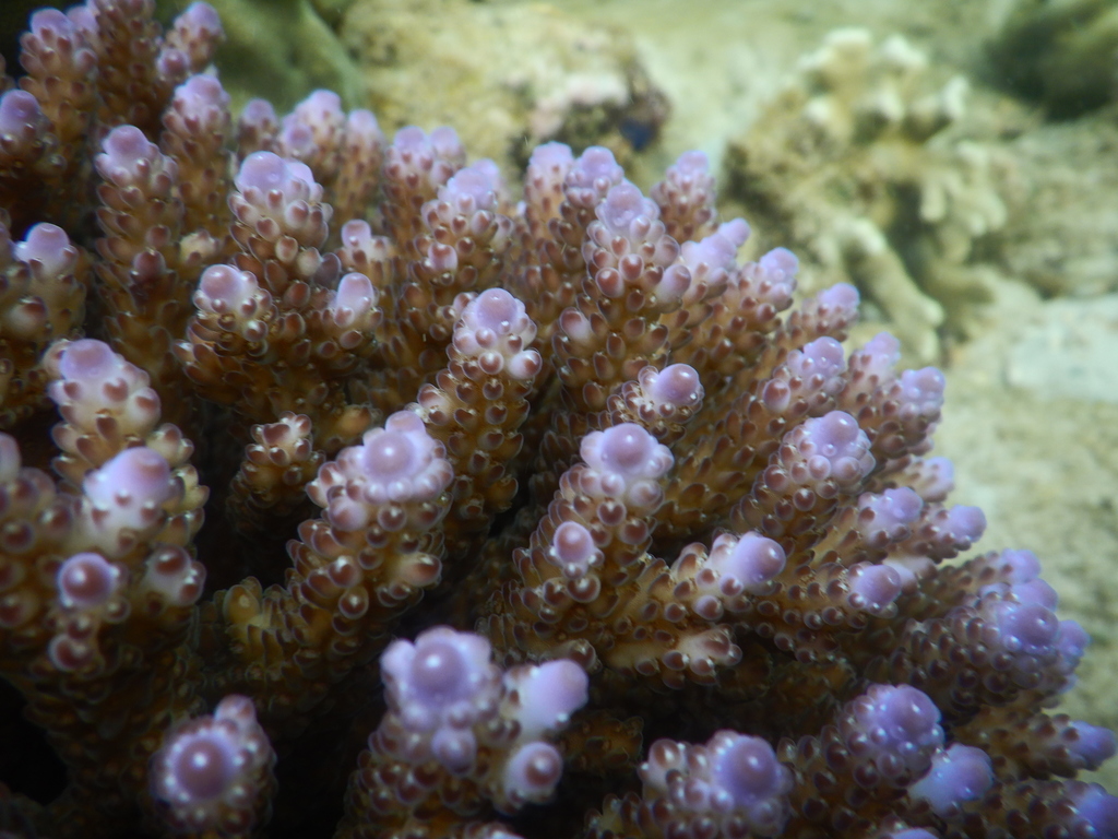 Bluetip coral