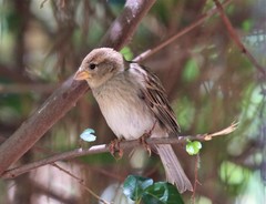 Passer hispaniolensis hispaniolensis