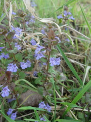 Glechoma hederacea