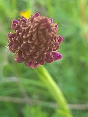 Anacamptis pyramidalis