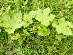 Cucurbitaceae