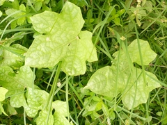 Cucurbitaceae