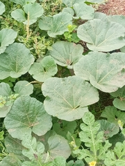 Cucurbitaceae