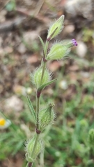 Silene tridentata
